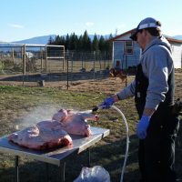 Jason butchering turkeys and rinsing them with water