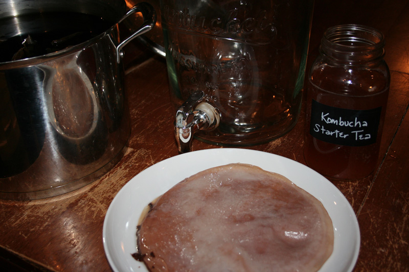 Supplies for making homemade kombucha, starter tea, a SCOBY, 2 gallon Nantucket dispenser container.