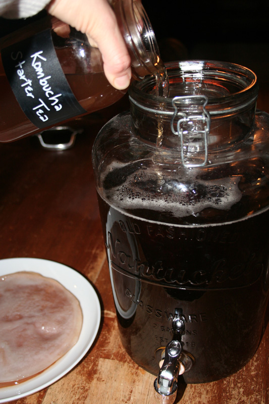 Adding starter tea to the brewed tea in a large 2 gallon container for homemade kombucha.