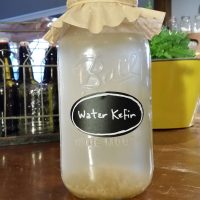 Water Kefir Grains in a half gallon jar with a coffee filter lid brewing homemade water kefir.