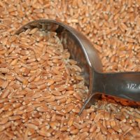 Whole wheat grains with a 1/2 cup scoop for Why Soak Grain