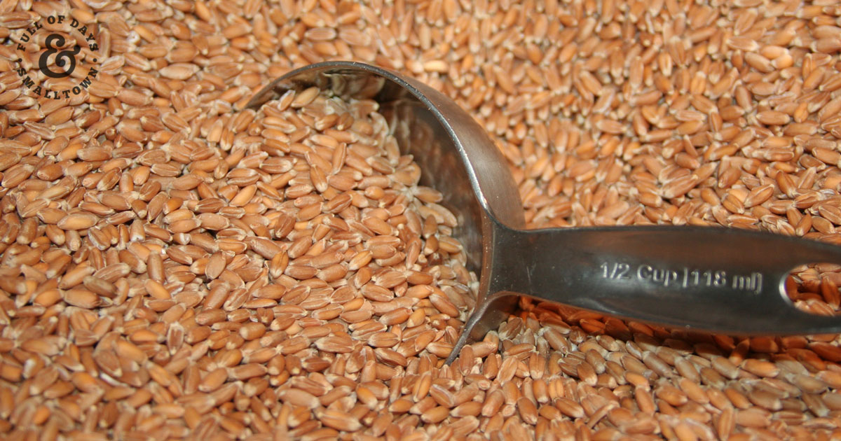 Whole wheat grains with a 1/2 cup scoop for Why Soak Grain