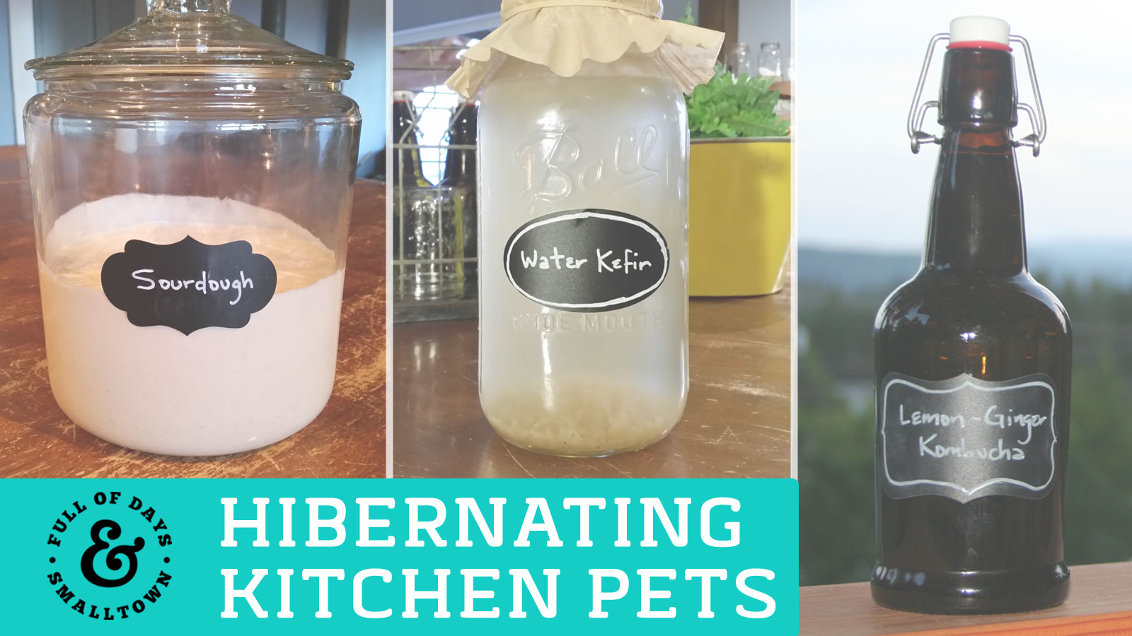 Hibernating-Kitchen-Pets_Full-of-Days_1600-x-900