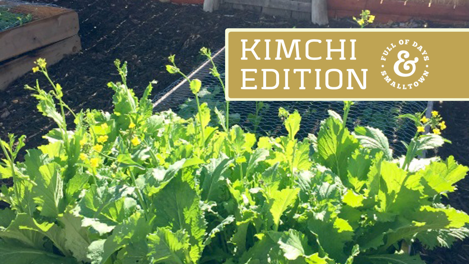 Kimchi-Intro_Full-of-Days_1600-x-900