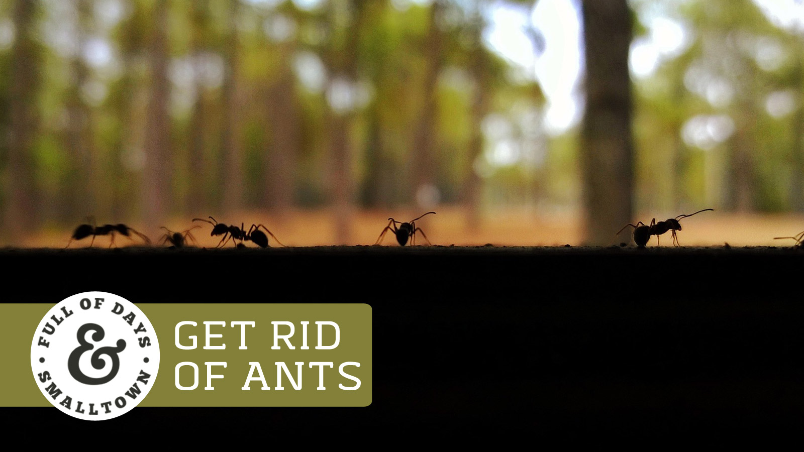 Get-Rid-of-Ants_Full-of-Days_1600-x-900