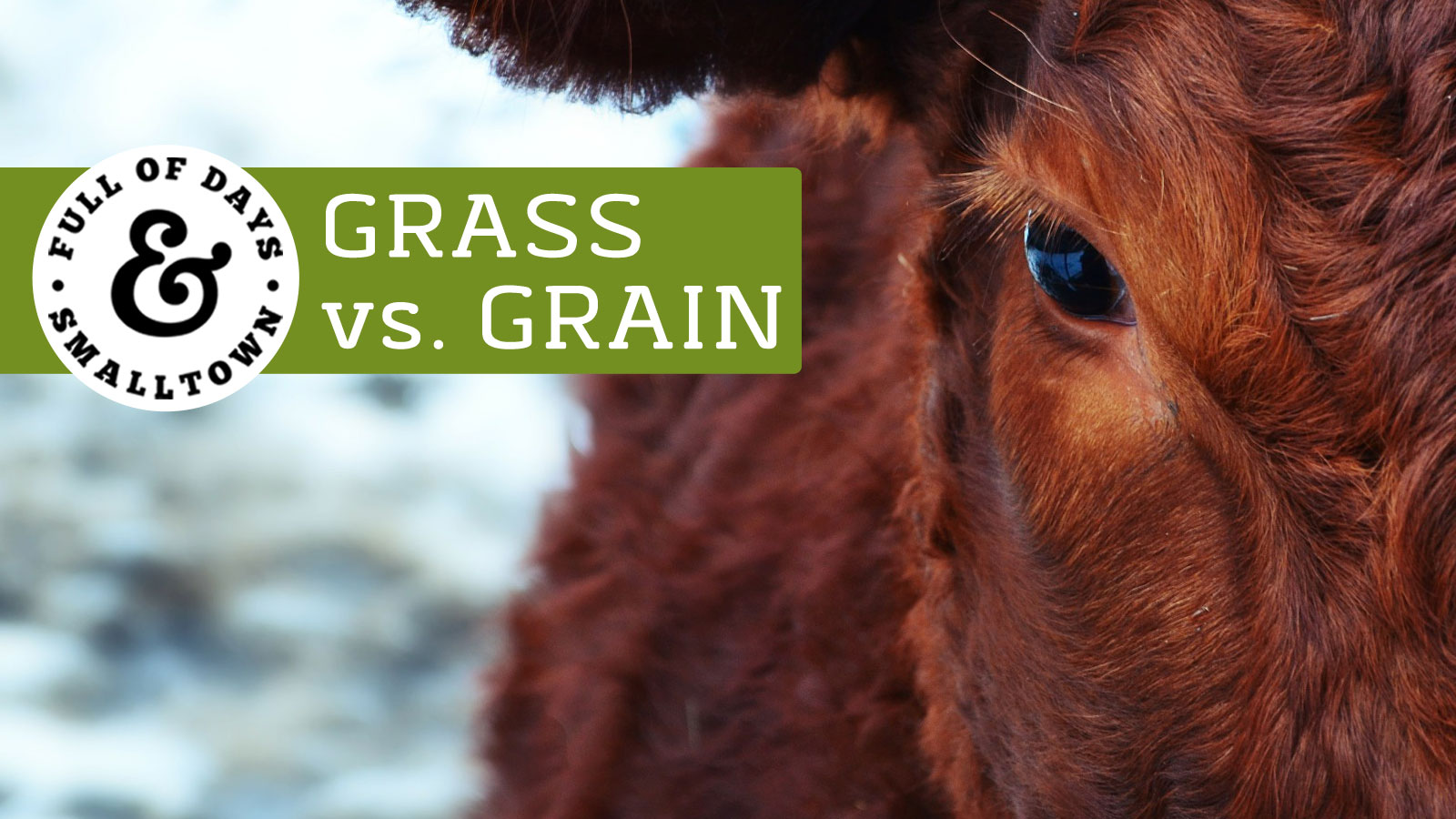 Grass vs Grain-fed beef