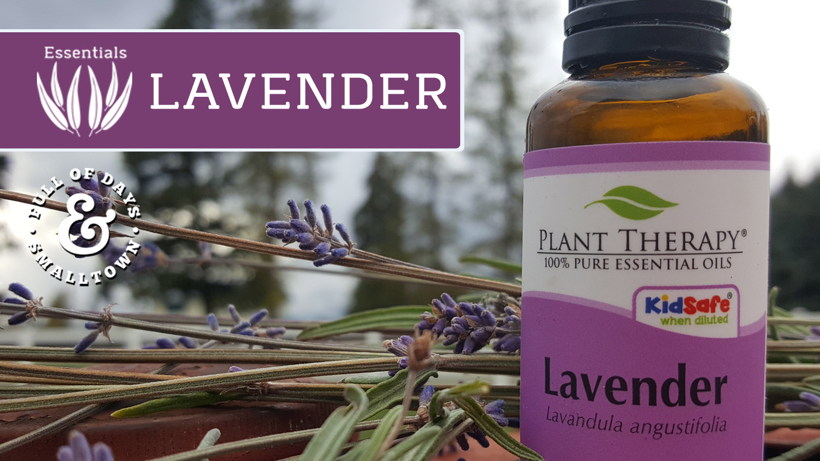 essential-oils_lavender_full-of-days_1600-x-900