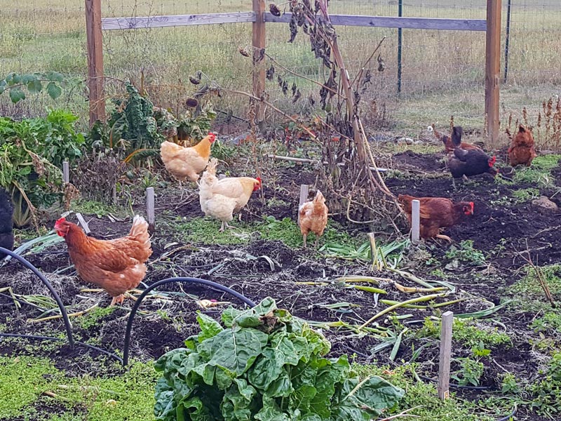 Chickens in the Garden