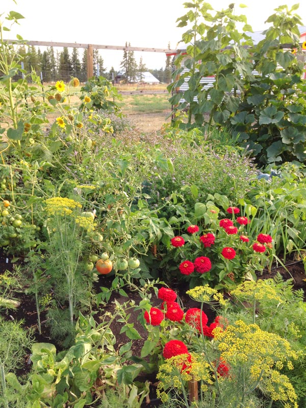 Garden Filled in Rows and Beds