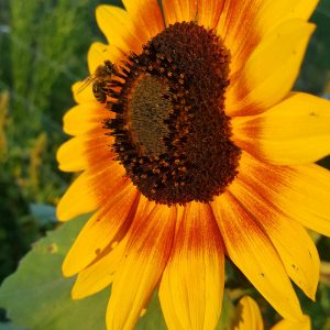 Sunflower 20 Tips for a Bountiful Garden