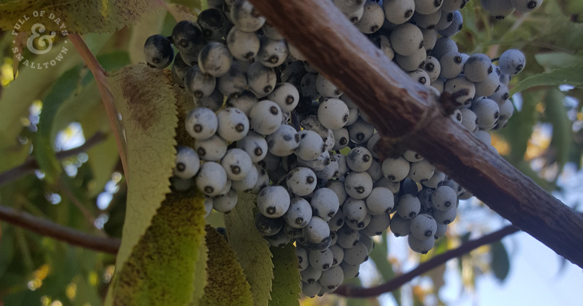 Elderberries in a tree, ready to be picked for Elderberry Elixir