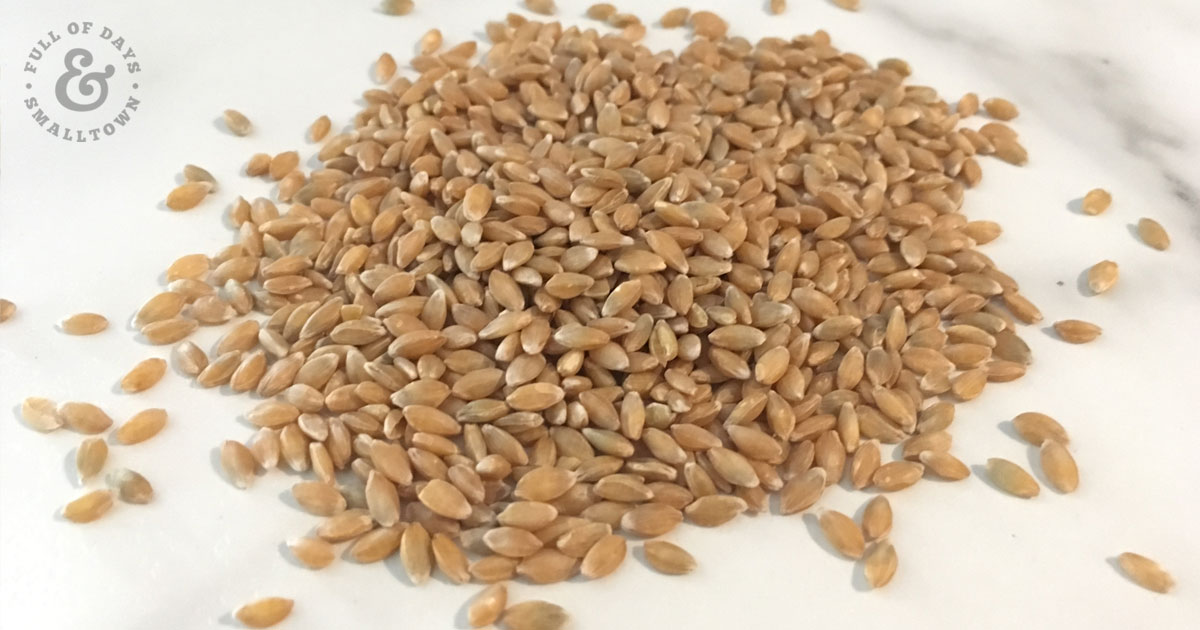 Einkorn wheat berries on a white marble countertop.