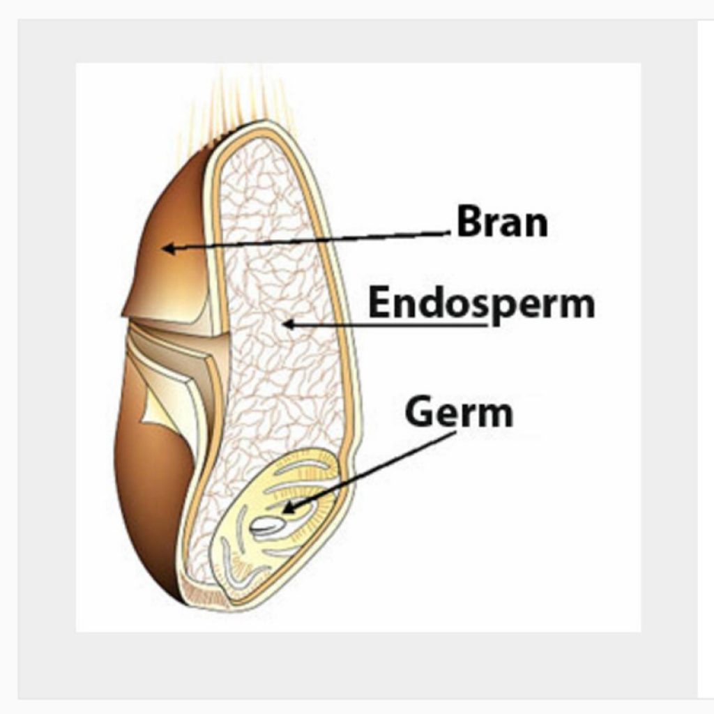 Image of a grain with the three parts labeled: Bran, Endosperm & Germ (Image via BreadBakerty on Instagram)